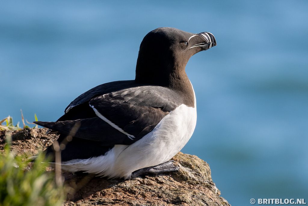 wildlife Skomer Pembrokeshire Wales 1