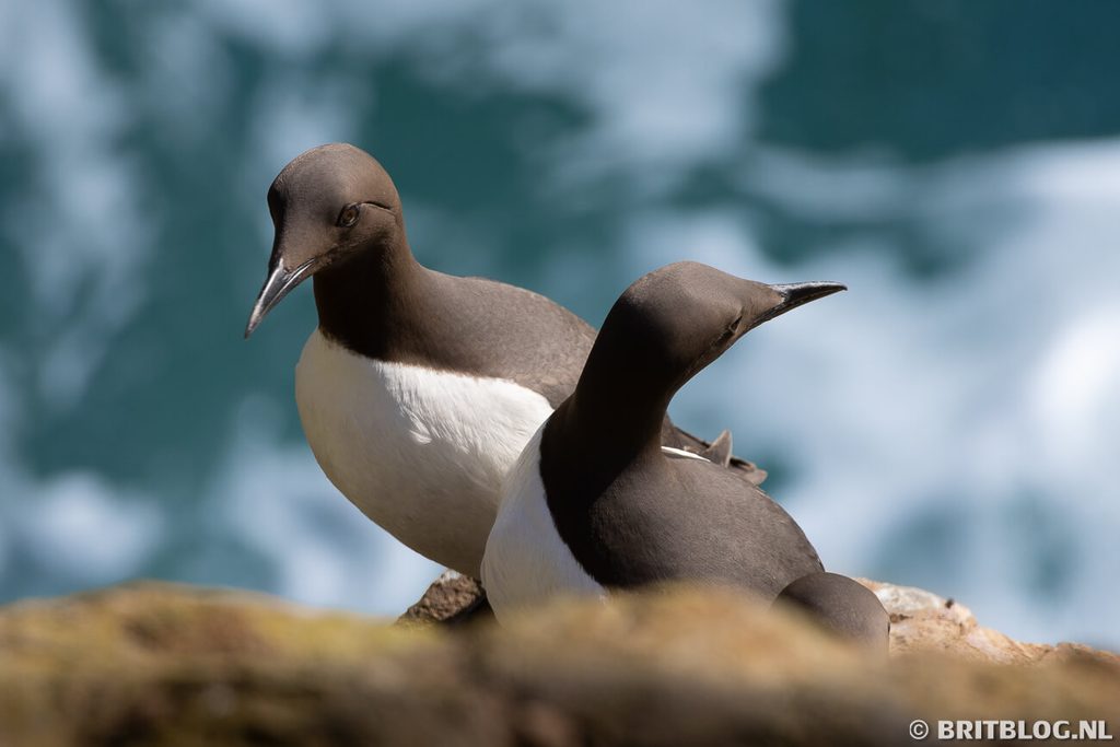 wildlife Skomer Pembrokeshire Wales 2