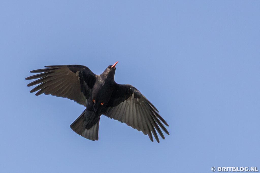 Chough Elins Tower Anglesey Noord Wales 2