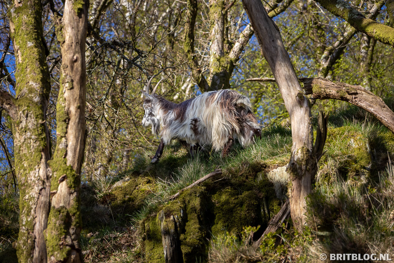 Parc Padarn Dinorwig Llanberis Eryri national park Noord Wales 4