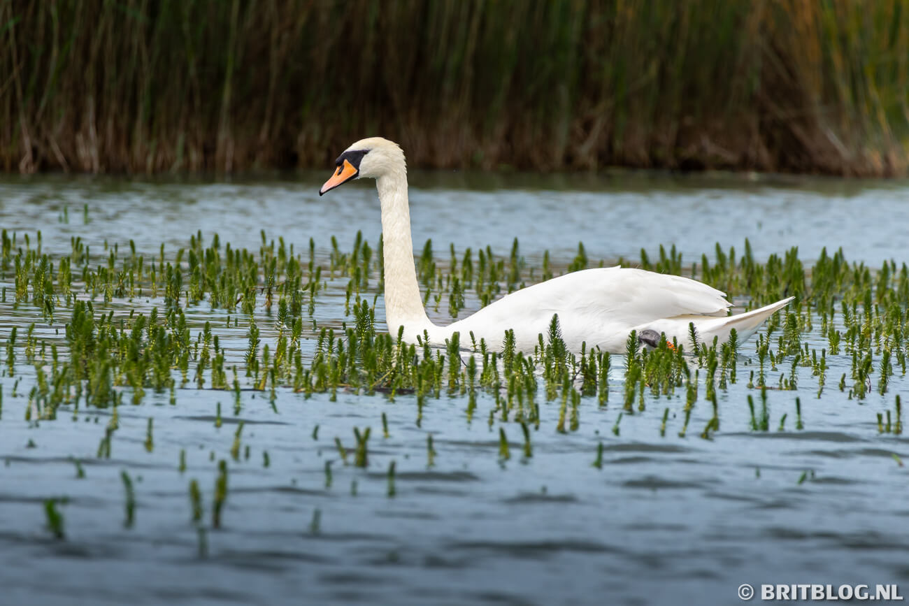 Hickling Broad and Marshes The Broads National Park Norfolk Engeland 6