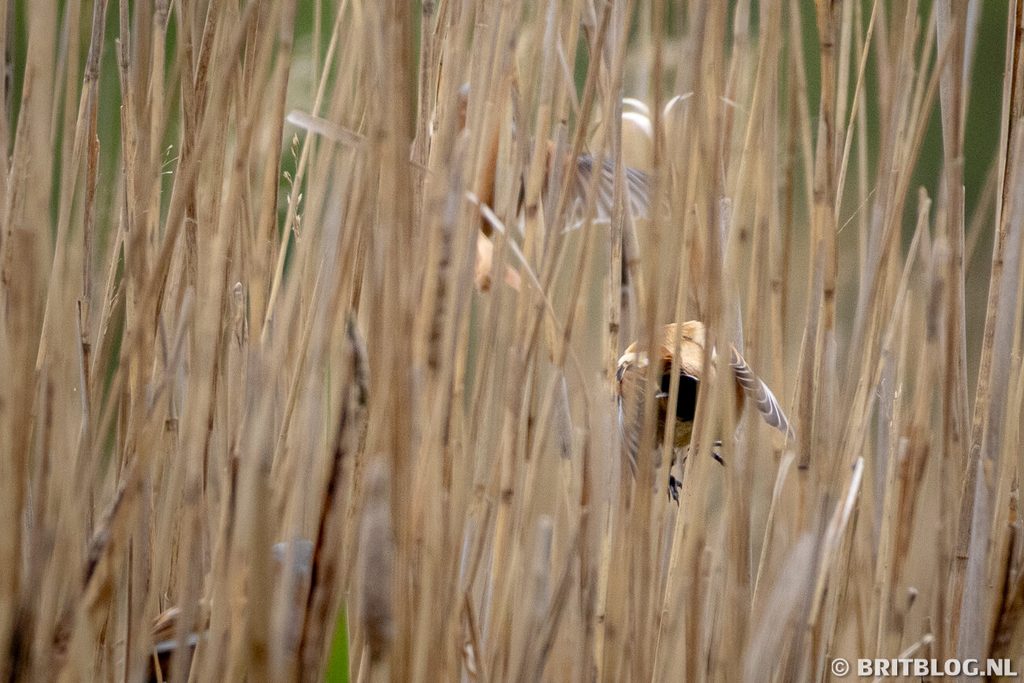 Hickling Broad and Marshes The Broads National Park Norfolk Engeland 7