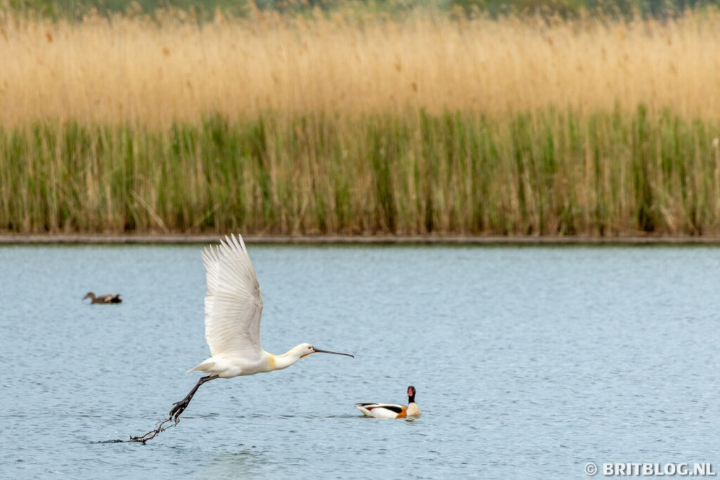 Hickling Broad and Marshes, The Broads National Park, Norfolk, Engeland
