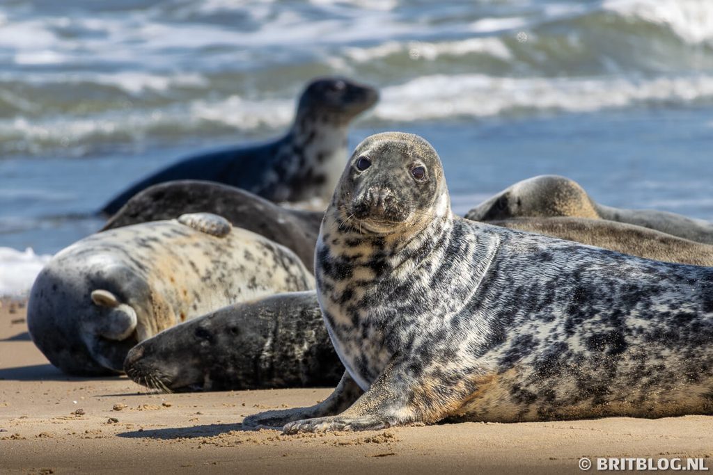 Horsey Gap zeehonden Norfolk Engeland 10