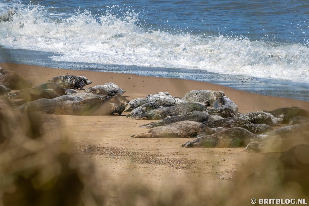 Horsey Gap zeehonden Norfolk Engeland 11