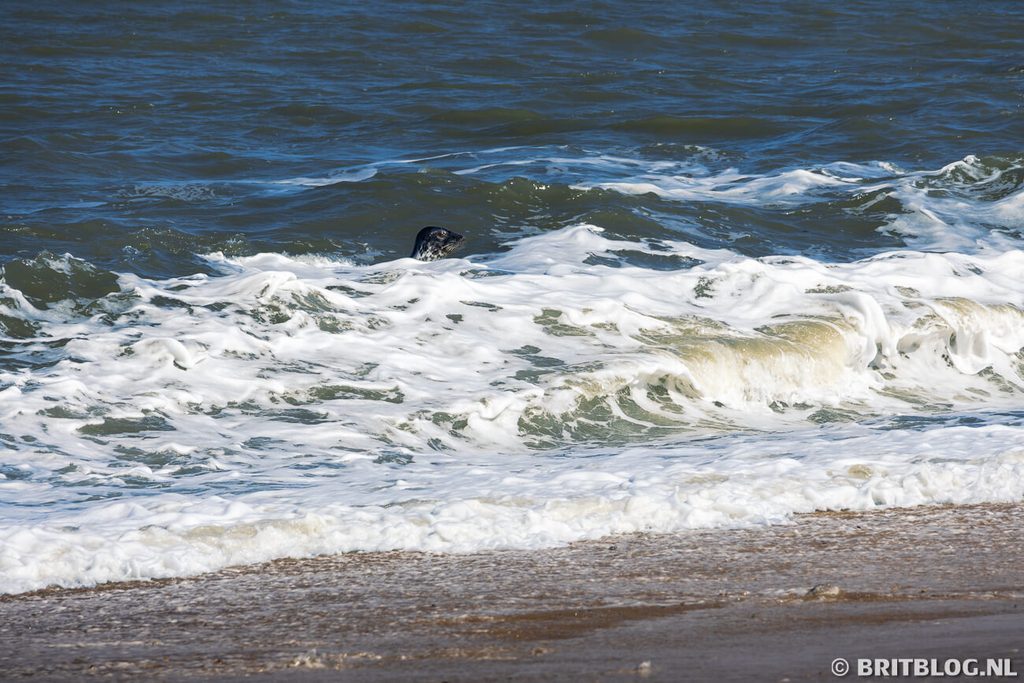 Horsey Gap zeehonden Norfolk Engeland 8