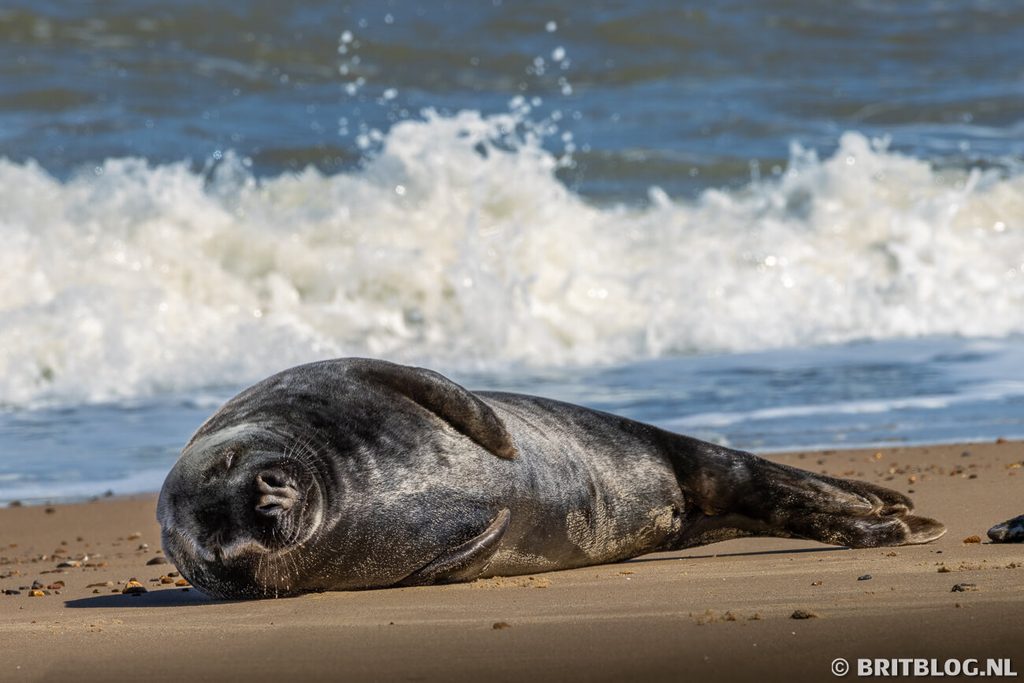 Horsey Gap zeehonden Norfolk Engeland 9