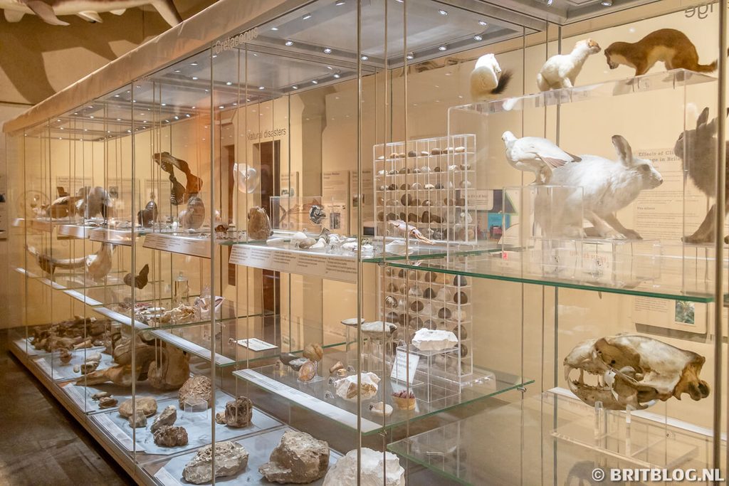 Colchester Natural History Museum Essex Engeland 1 1