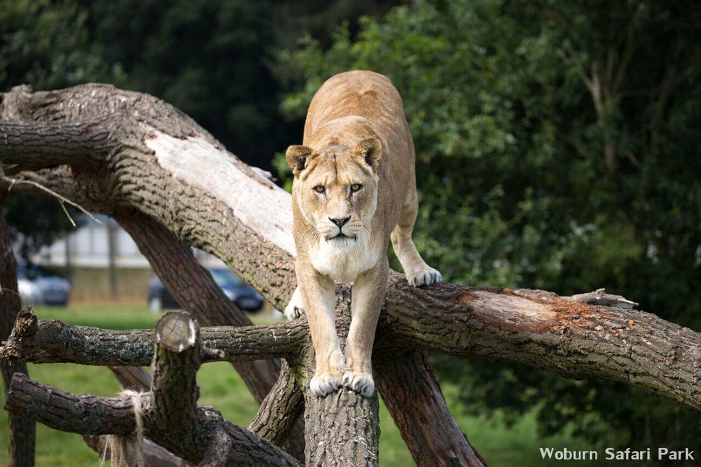 Woburn Safari Park, in Bedfordshire, Engeland